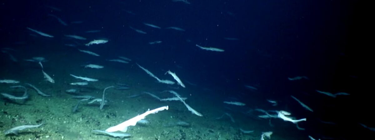 Des requins et leurs oeufs découverts en Irlande