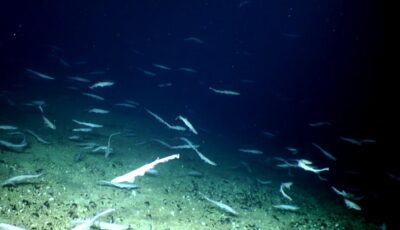 Des requins et leurs oeufs découverts en Irlande