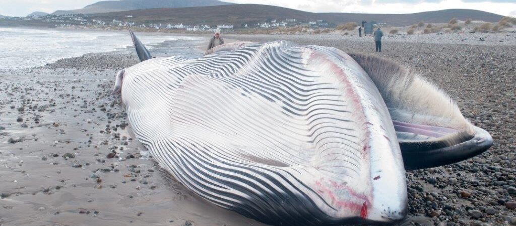 Une baleine s’échoue sur une plage en Irlande du Nord