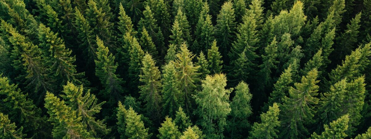 L’Irlande va planter 440 millions d’arbres d’ici 2040 pour lutter contre le changement climatique