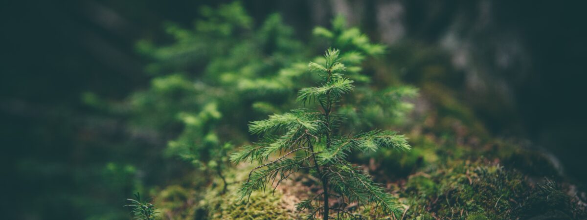 Irlande : des tourbières bientôt reconverties en forêts pour lutter contre le réchauffement climatique