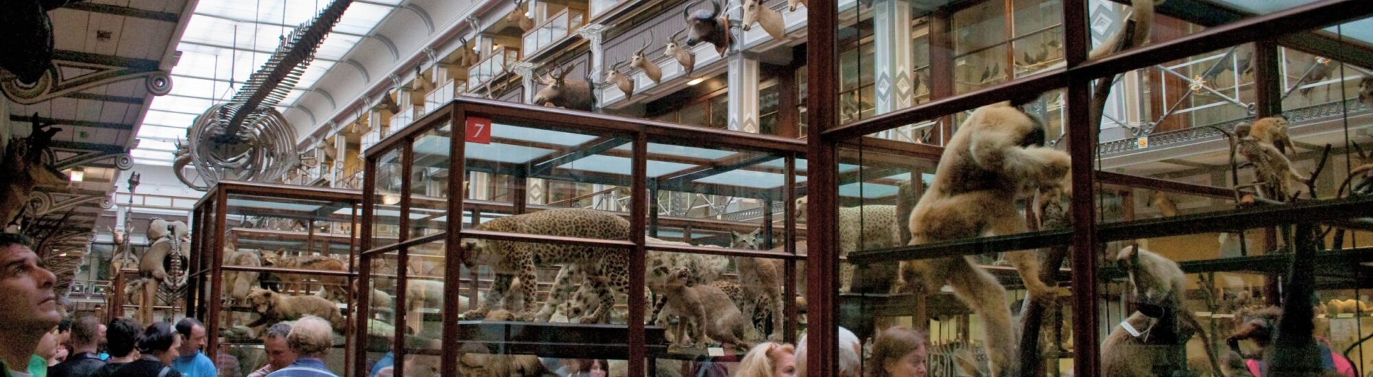 Le National History Museum of Ireland - Kieran Guckian - cc