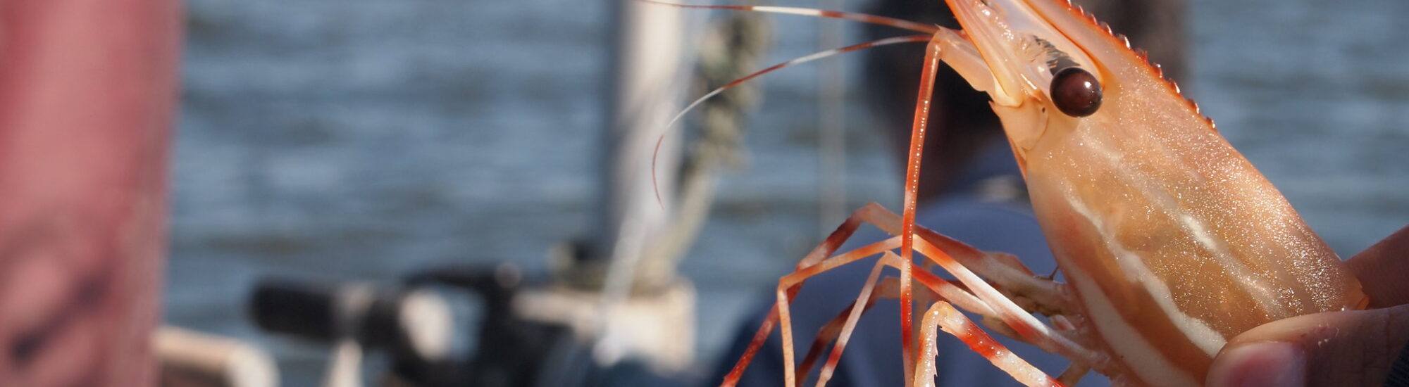 Les crevettes de Portavogie - theforeignflash - cc