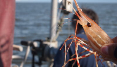 Les crevettes de Portavogie - theforeignflash - cc