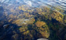 Des algues irlandaises - Richard Leeming - cc