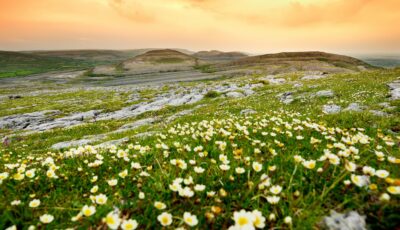 Vue sur le Burren irlandais et sa flore - © MNStudio