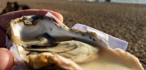 Une huître de Carlingford - Jeremy Keith - cc