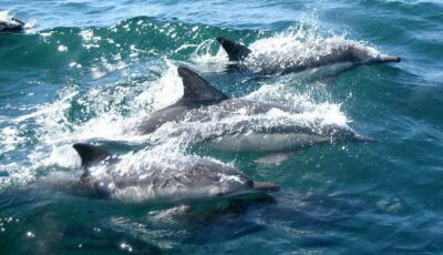 Des dauphins - John Gibson