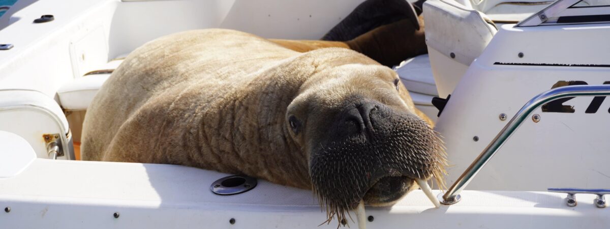Wally le Morse à bord d'un bateau en Irlande - Clonakilty Distillery (Twitter)