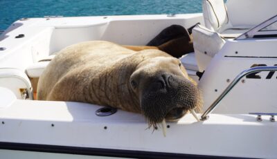 Wally le Morse à bord d'un bateau en Irlande - Clonakilty Distillery (Twitter)
