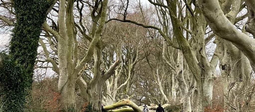 Aperçu des arbres tombés à Dark Hedges lors de la tempête Arwen - @barrabest - Twitter