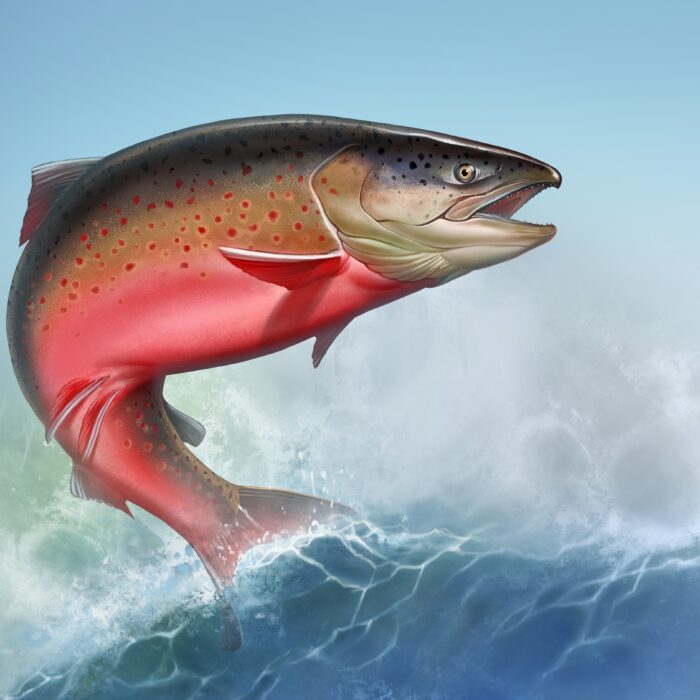 Représentation du saumon de la connaissance - © Konstantin Gerasimov