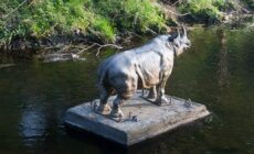 Le Dodder Rhino de Dublin - William Murphy - cc