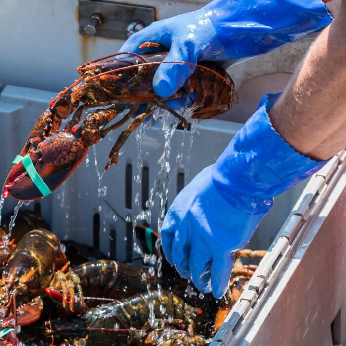 Du homard irlandais - © coachwood