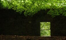Jenkinstown Wood - David Bergin - cc