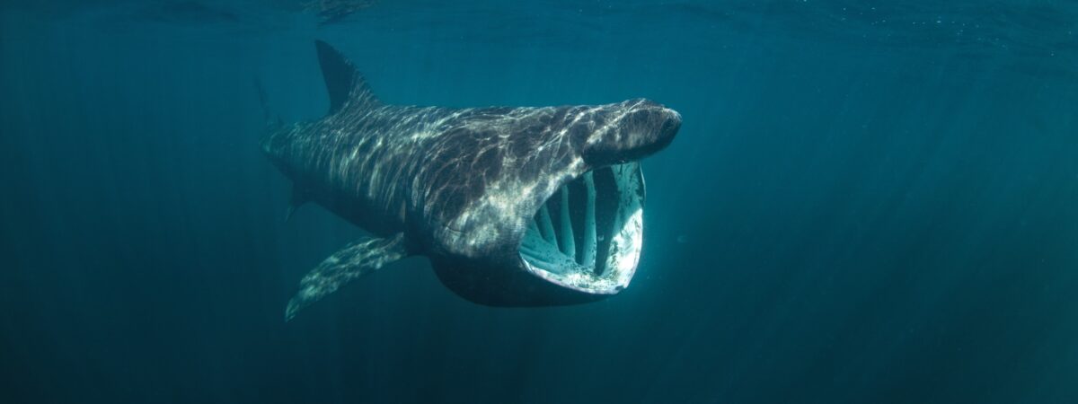 Un requin pèlerin - © prochym 