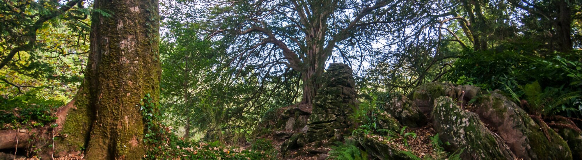 Witch's Yew - © Leonardo 