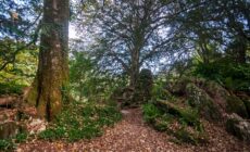 Witch's Yew - © Leonardo