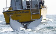 Comté de Cork : Excursion en bateau pour observer les baleines et les dauphins