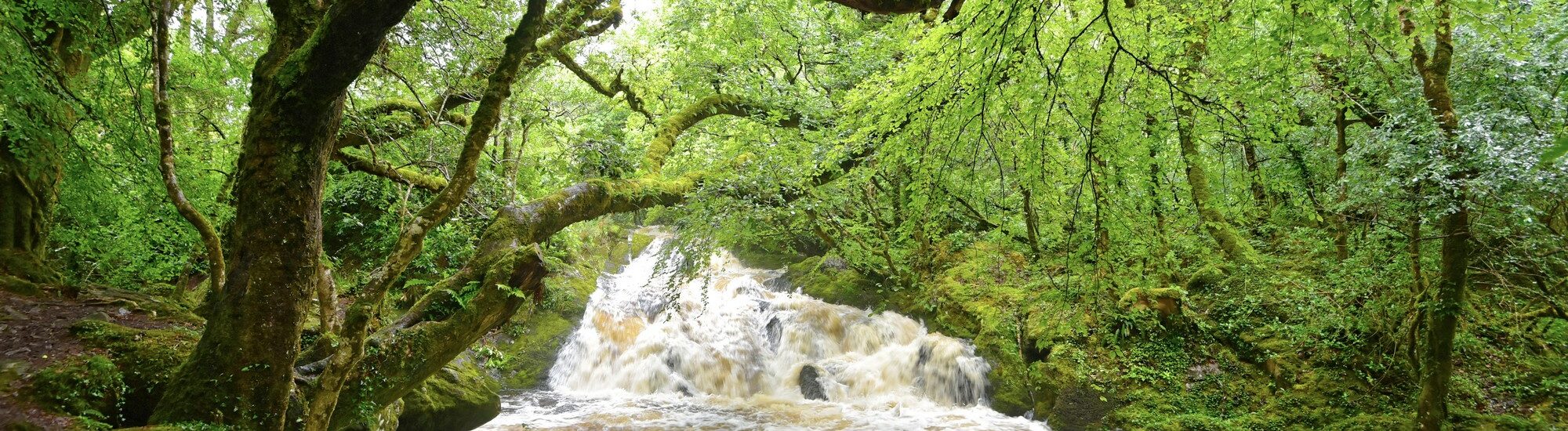 Glengarriff Woods Nature Reserve - © Uwalthie Pic Project 