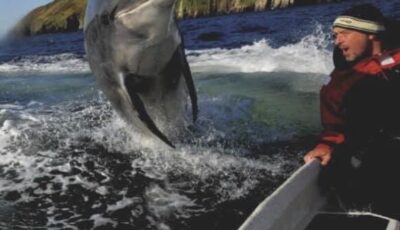 Fungie le dauphin, aimait faire des pitreries dans la baie de Dingle