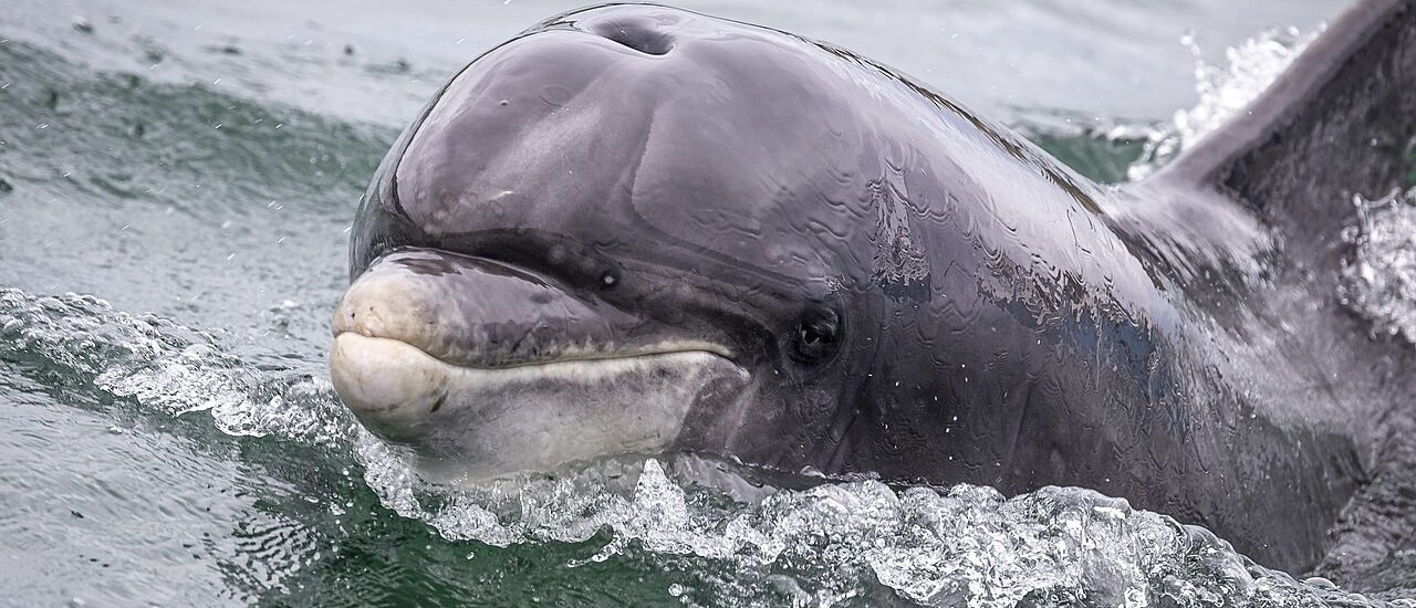 Fungie le dauphin de Dingle - Superbass - cc