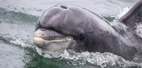 Fungie le dauphin de Dingle - Superbass - cc