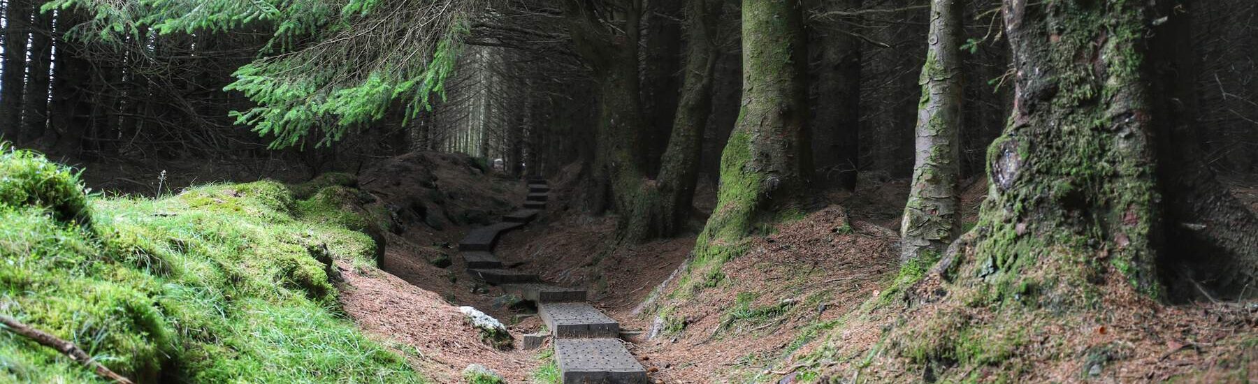 Ballinastoe Woods - ©Chaosheng Zhang