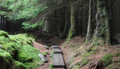 Ballinastoe Woods - ©Chaosheng Zhang