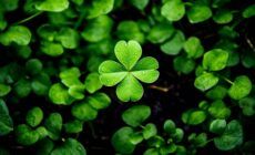Where does the expression "to have the luck of an Irishman?" come from? - © Pixzot