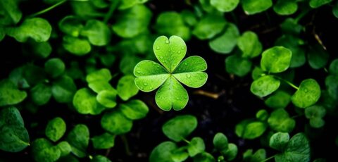 Where does the expression "to have the luck of an Irishman?" come from? - © Pixzot