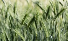 Lughnasa célèbre le début des récoltes - © wolfness72