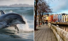 Des dauphins ont été aperçus nageant dans la rivière Lee à Cork