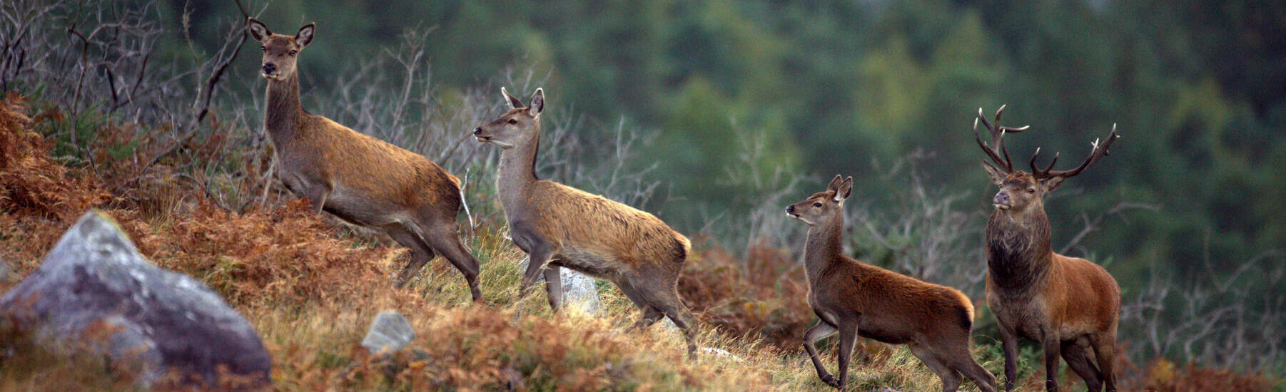 Le cerf élaphe en Irlande - © Valerie O'Sullivan, Tourism Ireland