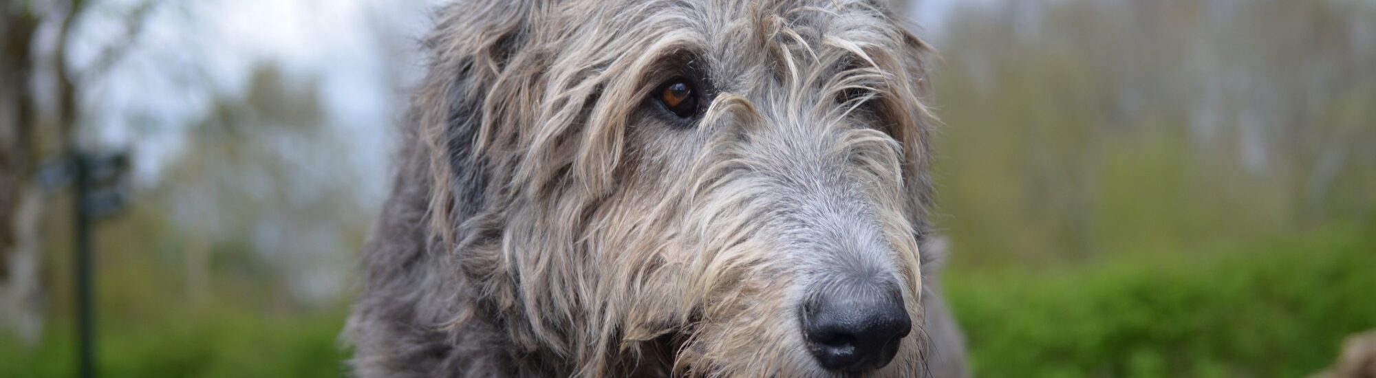 Un Irish wolfhound ou lévrier irlandais - © dejavudesigns 