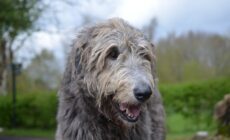 Un Irish wolfhound ou lévrier irlandais - © dejavudesigns