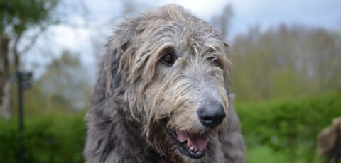 Un Irish wolfhound ou lévrier irlandais - © dejavudesigns