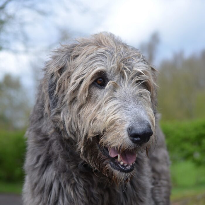 Un Irish wolfhound ou lévrier irlandais - © dejavudesigns