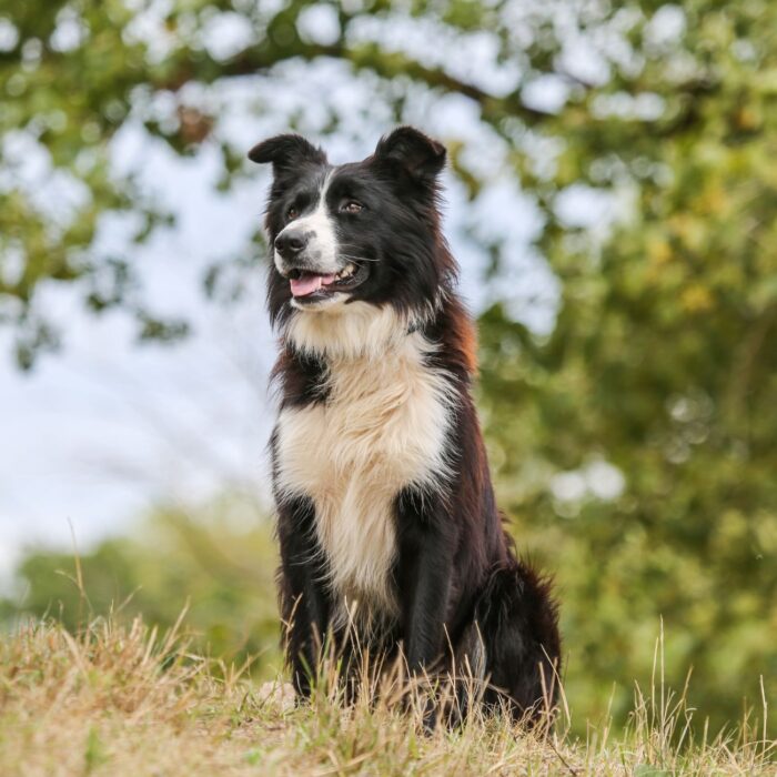 Travel to Ireland with your dog! - schauhi - Pixabay