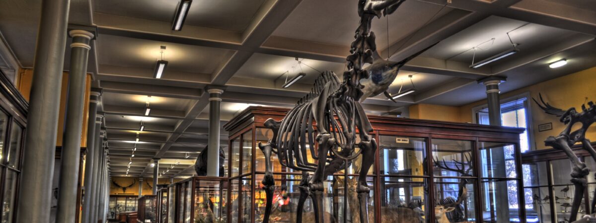 Le Natural History Museum of Dublin - Miguel Mendez - cc