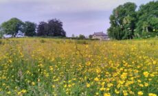 Castletownmoor Clinic & Permaculture Farm