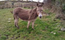 Room in Bungalow - Very Nice View With This Room
