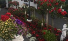 Teresas Cottage