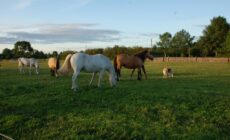 The Little Flock Farm