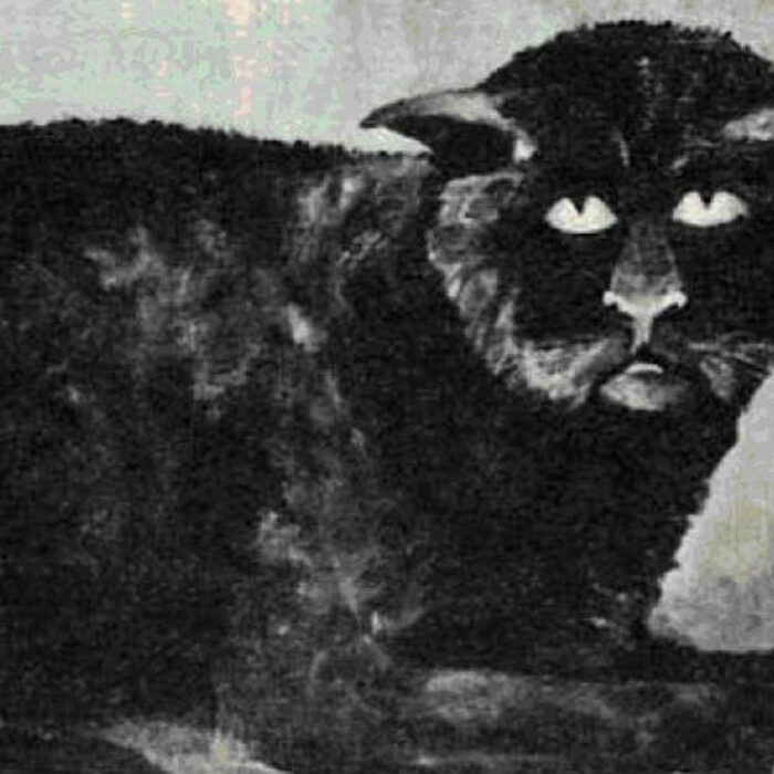 Le chat de Killakee House