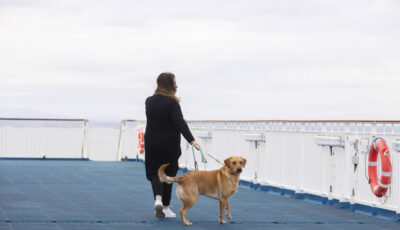 Votre chien peut être promené sur le pont en toute tranquillité ! - Brittany Ferries