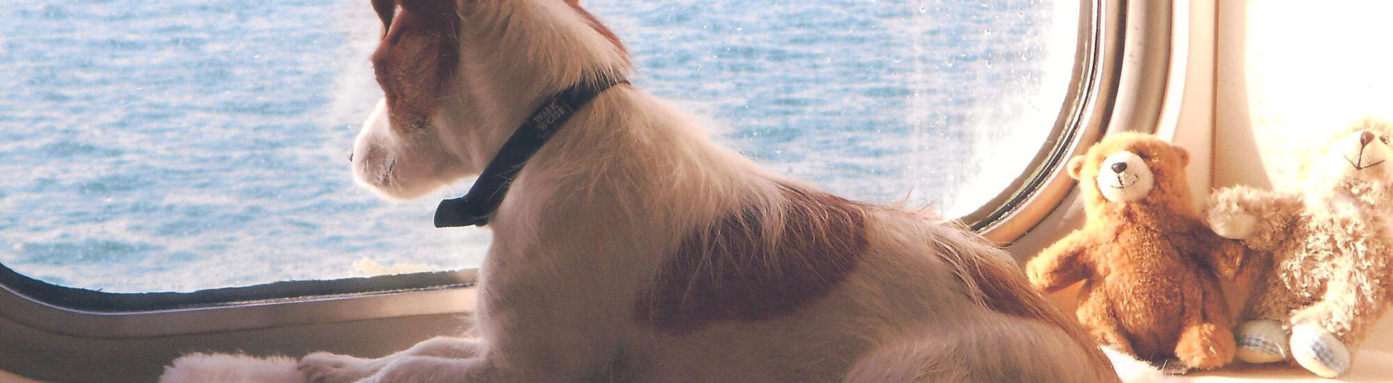 Emmenez votre chien en Ferry vers l'Irlande ! - Brittany Ferries