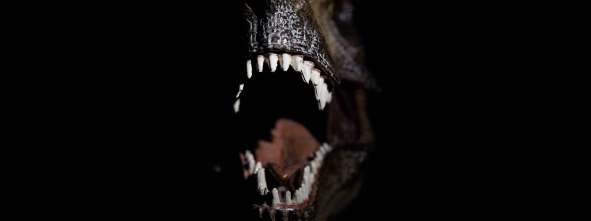 Un T-Rex -  para827 - Getty Images