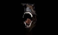 Un T-Rex - para827 - Getty Images